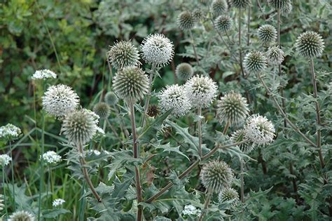 Arctic Glow Globe Thistle Echinops Sphaerocephalus Arctic Glow In