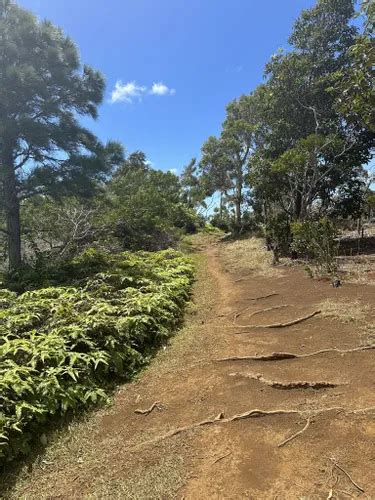 Best Hikes And Trails In Ewa Forest Reserve Alltrails