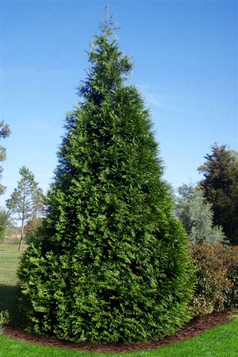 Buy Green Giant Arborvitae Thuja Free Shipping Wilson Bros