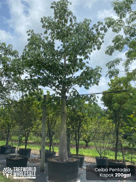 Ceiba Pentandra Kapok Tree For Sale South Florida Treeworld Wholesale