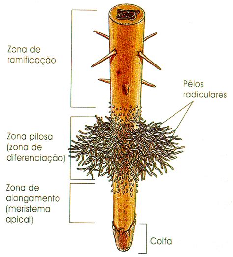 Tudo Da Biologia