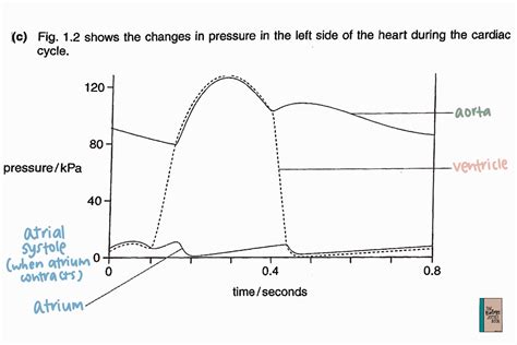 Interpreting The Graph On Pressure Changes In The Heart