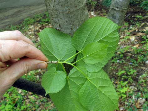 Morus Rubra Moraceae Image At Phytoimages Siu Edu