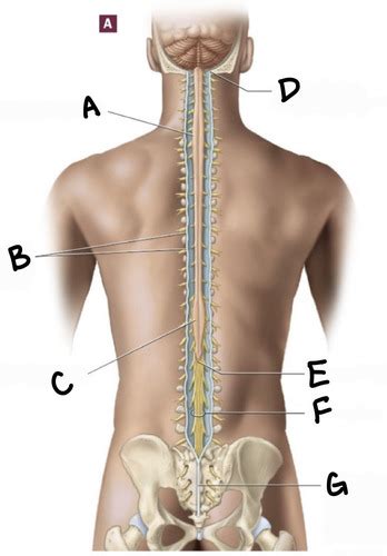 Spinal Cord Flashcards Quizlet