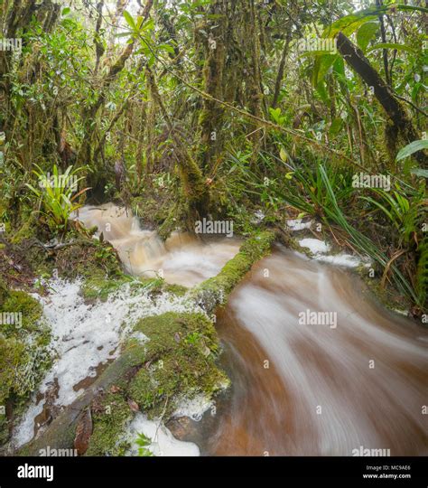 Floodwater Pouring Through The Rainforest A Stream Has Burst Its Banks