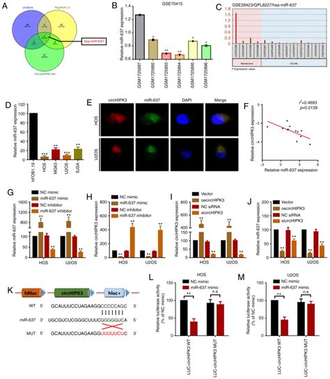 Circhipk3 Promotes Proliferation And Migration And Invasion Via