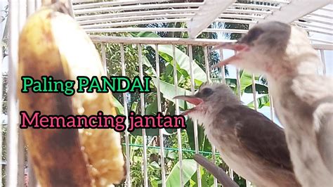 Suara Trucuk Betina Memanggil Jantan Pagi Hari Ampuh Untuk Menaikan