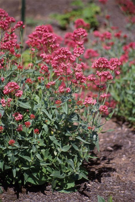 Zone 5 Hardy Perennials at Jonathan Landseer blog