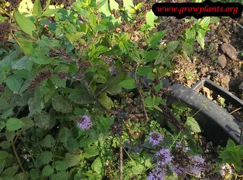 Peppermint plant - How to grow & care