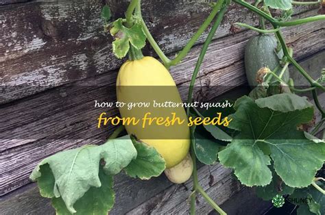 Growing Butternut Squash From Fresh Seeds A Step By Step Guide ShunCy