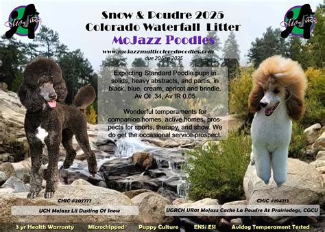 Snow and Poudre 2025 Colorado Waterfall Litter - MoJazz Poodles