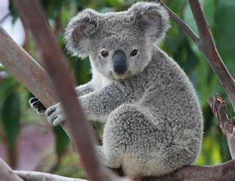 Koala Facts History Useful Information And Amazing Pictures