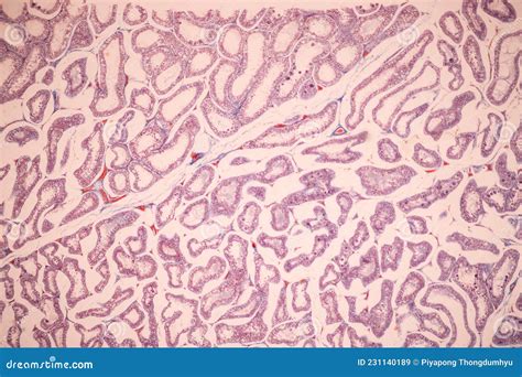 Ovary And Testis Human Cells Under Microscope Stock Image Image Of