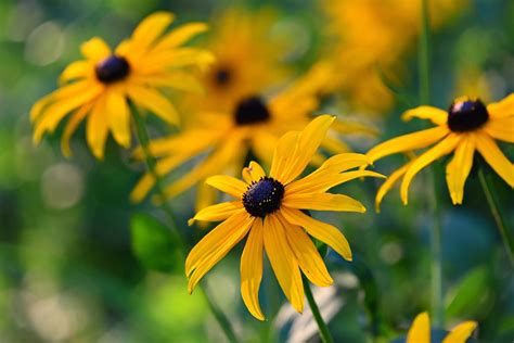 Quelles Fleurs Planter En Juillet Des Couleurs Clatantes Pour Votre