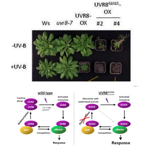 A Constitutively Monomeric Uvr8 Photoreceptor Allele Confers Enhanced