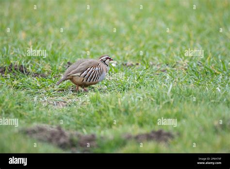 Red Legged Partridge Alectoris Rufa On The Edge Of An Arable Field