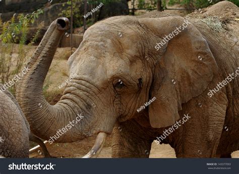 Elephant'S Nose Stock Photo 143377093 : Shutterstock