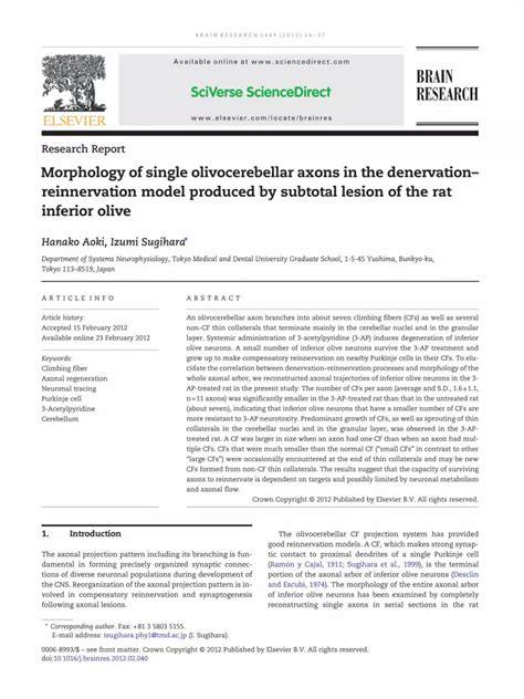 Pdf Morphology Of Single Olivocerebellar Axons In The Denervation