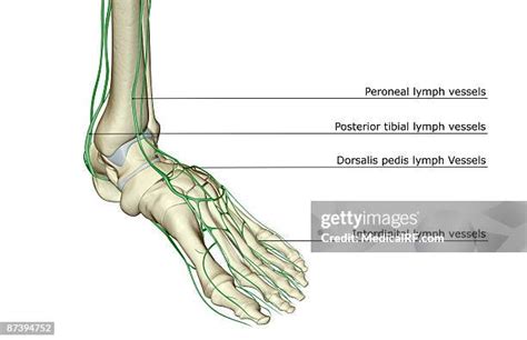 Lymphatic Vessels Photos And Premium High Res Pictures Getty Images