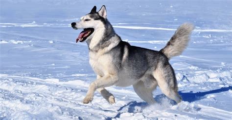 10 Incredible Siberian Husky Facts Wiki Point