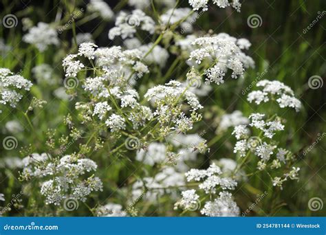 Flores De Perejil De Vaca Creciendo En El Campo Foto De Archivo