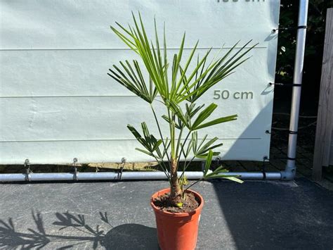 Trachycarpus Fortunei Chinese Waaierpalm Ca 50 Cm Tropic Trees