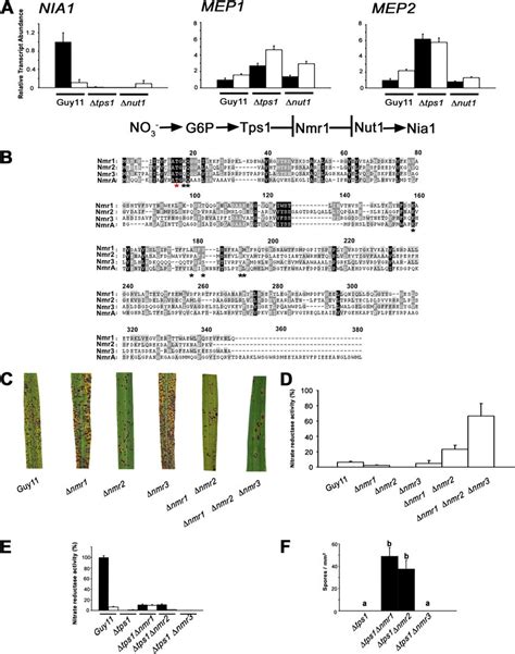 Fig S Functional Characterization Of The Nmr Corepressor Complex