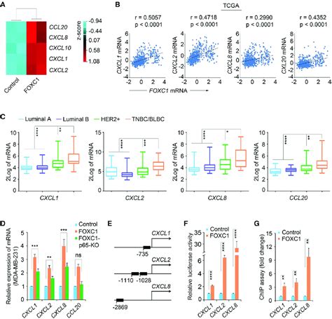 The Chemokines CXCL1 2 8 And CCL20 Are Upregulated In TNBC A Heatmap