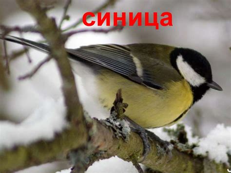 Зимующие птицы - презентация онлайн
