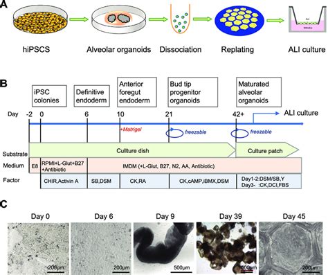 Process Overview Of HiPSC Differentiation Toward Alveolar Epithelium