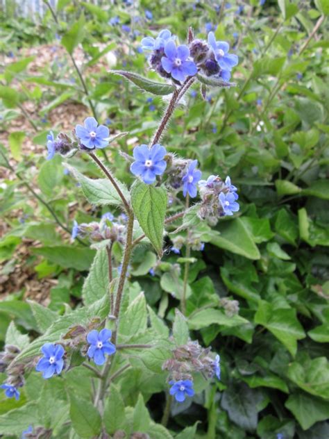 Green Alkanet Plant Lore