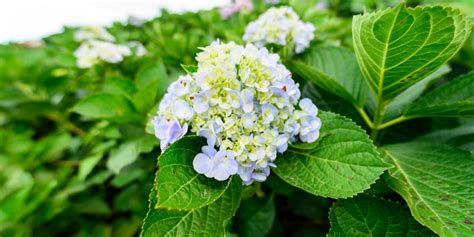 Hydrangea Macrophylla ‘early Blue’ Care Everything You Need To Know