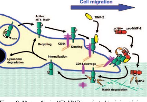 Figure From Atvb In Focus Novel Mediators And Mechanisms In