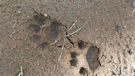 Pugmarks Of Leopard Spotted Near Arkavathi River Karnataka Forest