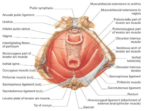 3 Pelvic Floor Diaphragm Inferior View Adapted From Netter 2002 Download Scientific Diagram