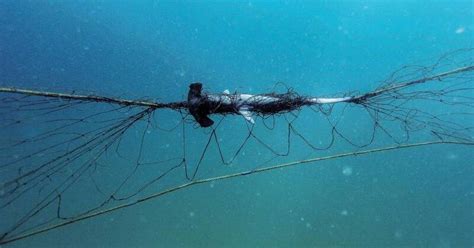 Shark Nets Go Back In Water At Nsw Beaches The Canberra Times