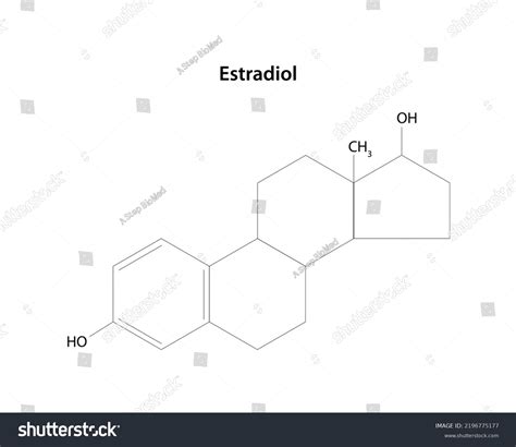 Estradiol Major Female Sex Hormone Structural Stock Vector Royalty