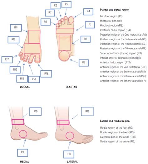 Scielo Brasil Lower Extremity Thermographic Profile Of Individuals