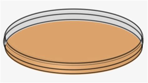 Petri Dish Png Transparent Png Transparent Png Image Pngitem