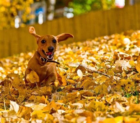 16 Things That Make Dachshunds Happy