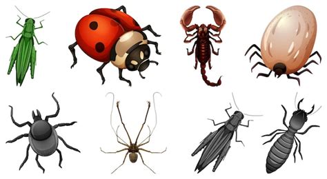 Conjunto De Diferentes Tipos De Insectos Vector Premium