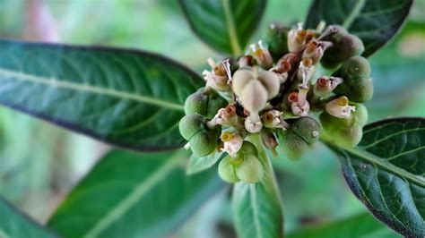 Euphorbia Heterophylla Es Una Planta Que Pertenece A La Familia