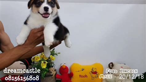 READY FOR SALE MALE BABY WELSH CORGIE FORD LINCOLN YouTube