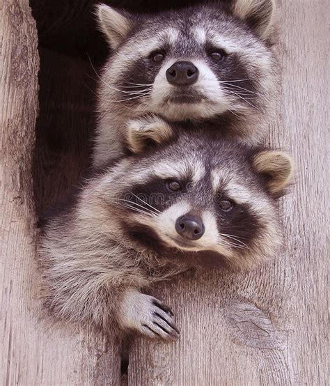 Ratons Laveurs Resplendissants Image Stock Image Du Coffre Arbre