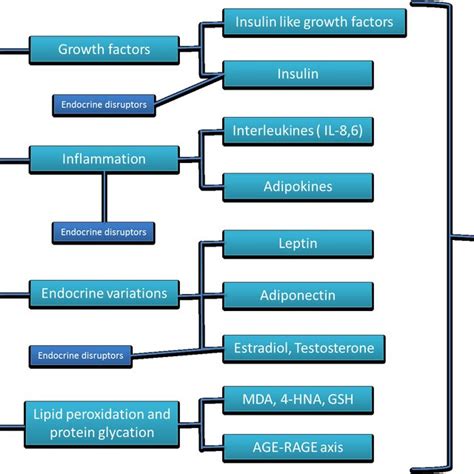 Putative Relations Among Metabolic Syndrome Endocrine Disruptors