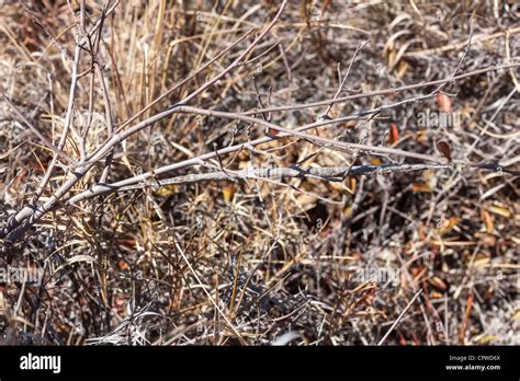 Stick insect camouflage hi-res stock photography and images - Alamy