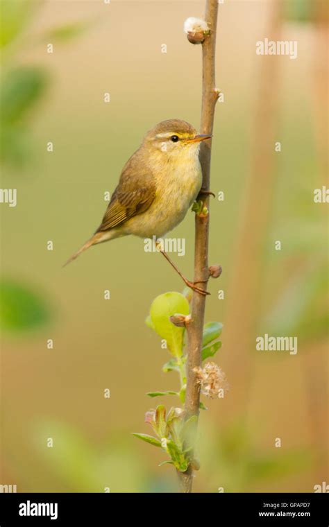 A Willow Warbler Stock Photo Alamy