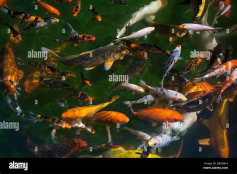 Carassius Auratus Auratus Hi Res Stock Photography And Images Alamy