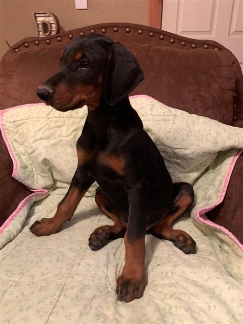 100 European Doberman Puppies For Sale Champion Euro Doberman Litter