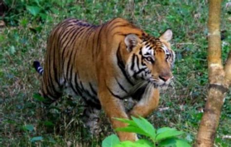 Harimau Terkam Seorang Anak Di Nagan Raya